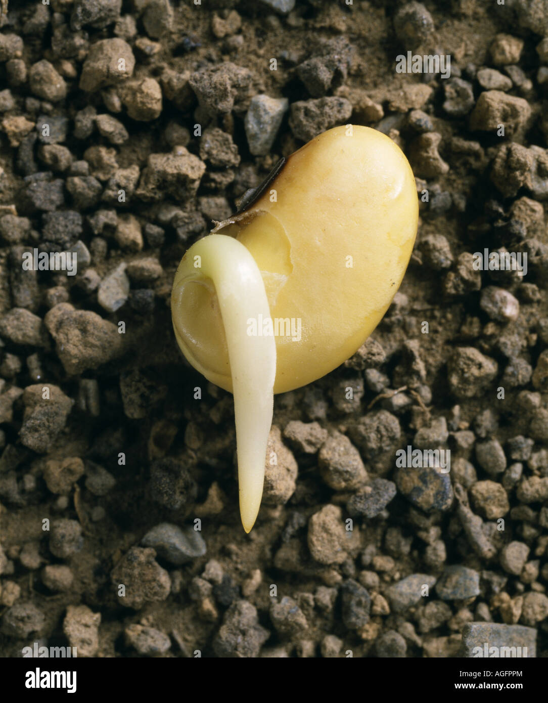 SOYBEAN GERMINATION DAY 3 SHOWS THE EMERGENCE OF PRIMARY ROOT THROUGH