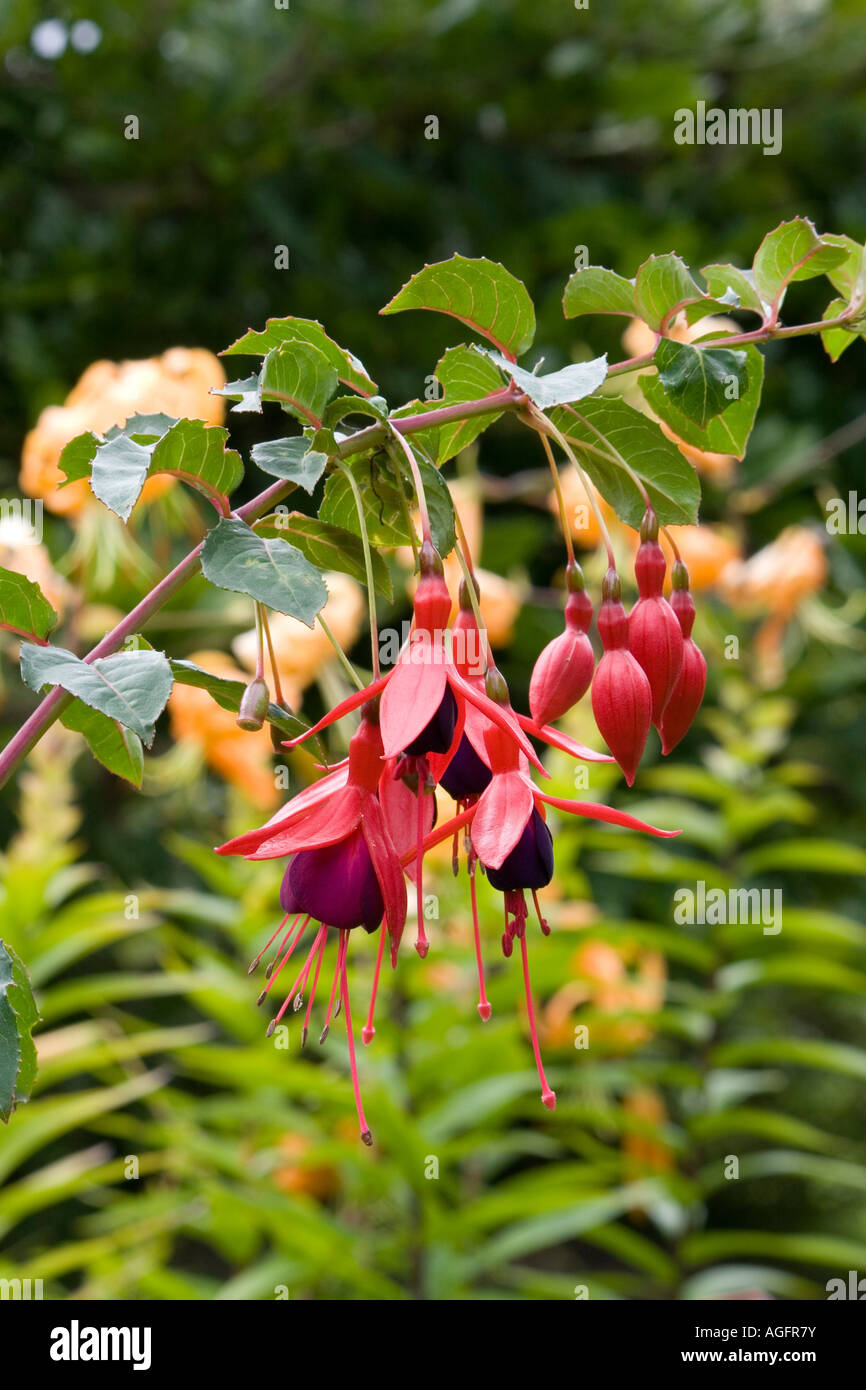 Fuchsia Mrs Popple Stock Photo - Alamy