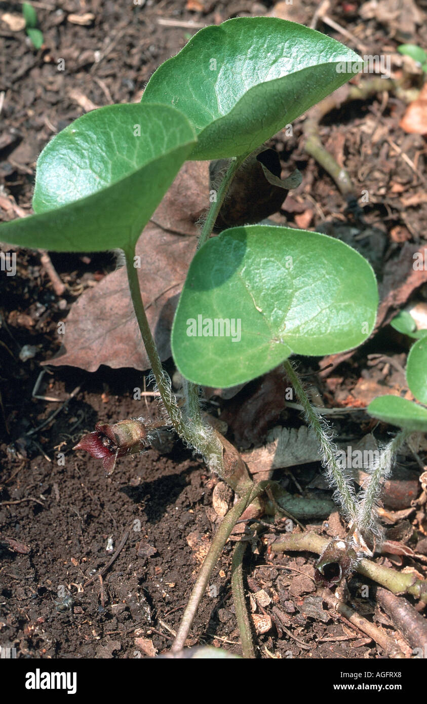 asarabacca (Asarum europaeum), flower and leaves Stock Photo