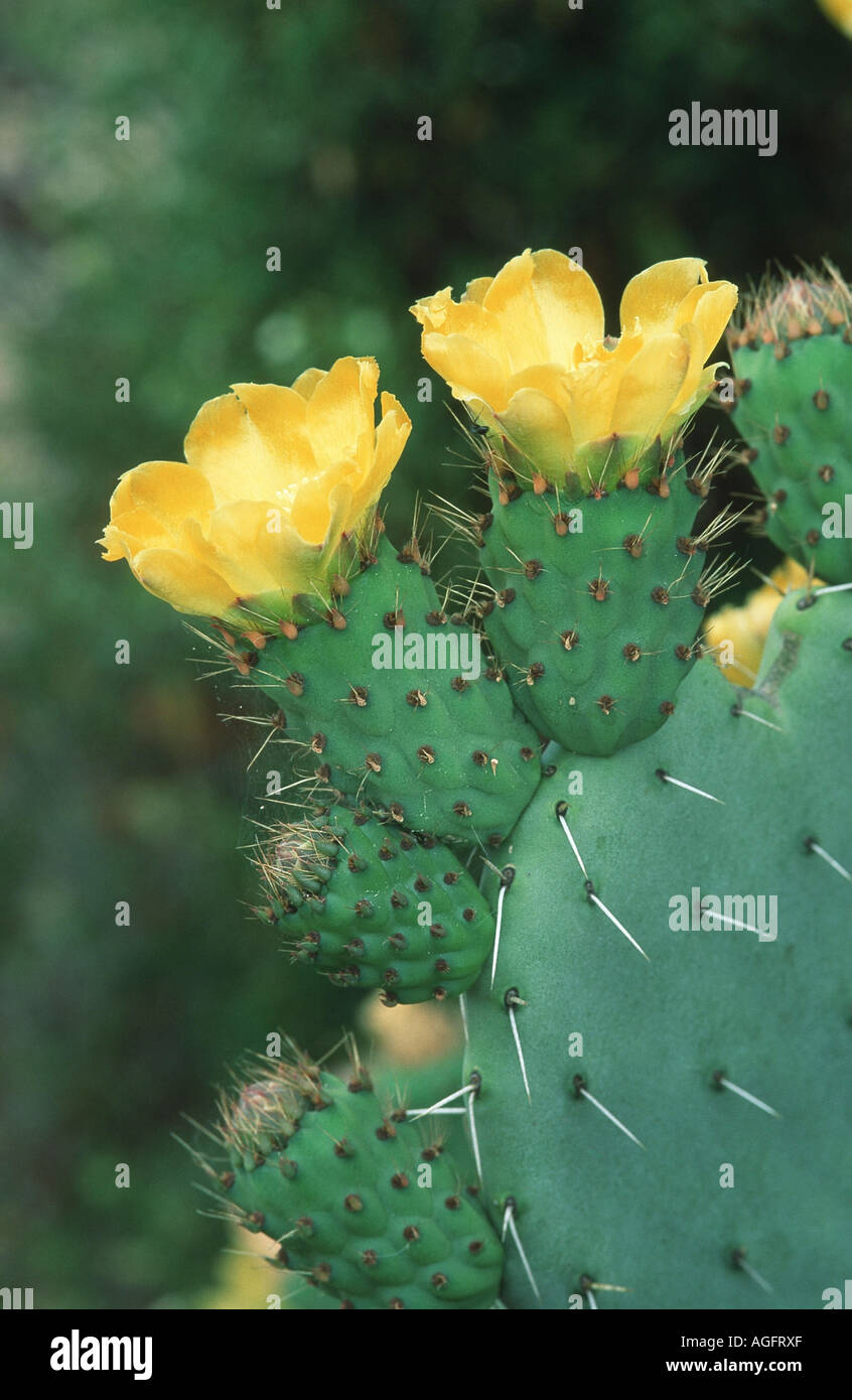Large pear cactus opuntia maxima hires stock photography and images