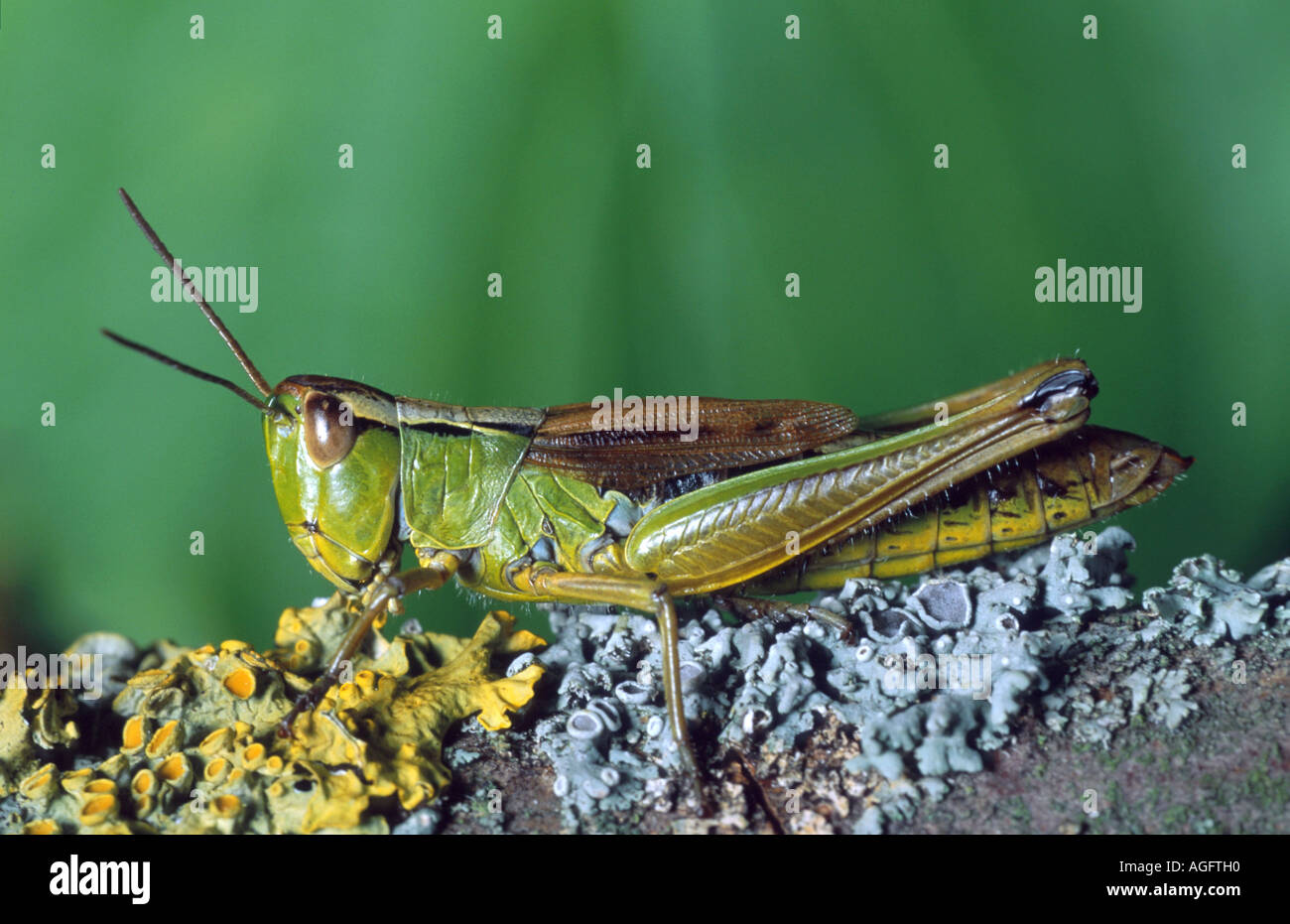 eastern Alpine grasshopper (Chorthippus alticola), female, Germany, Bavaria, Ruhpolding Stock Photo