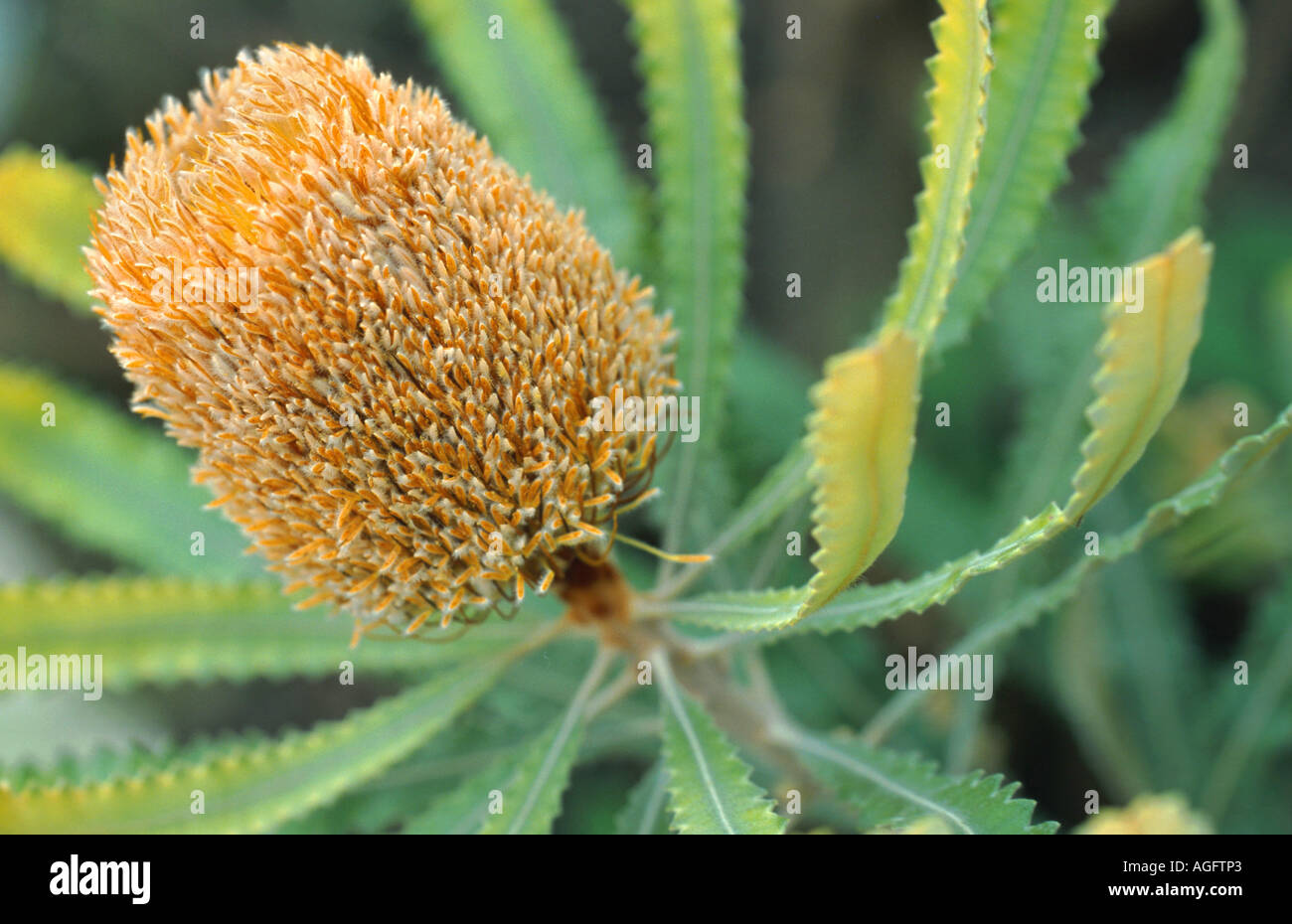 banksia (Banksia burdettii), inflorescence Stock Photo