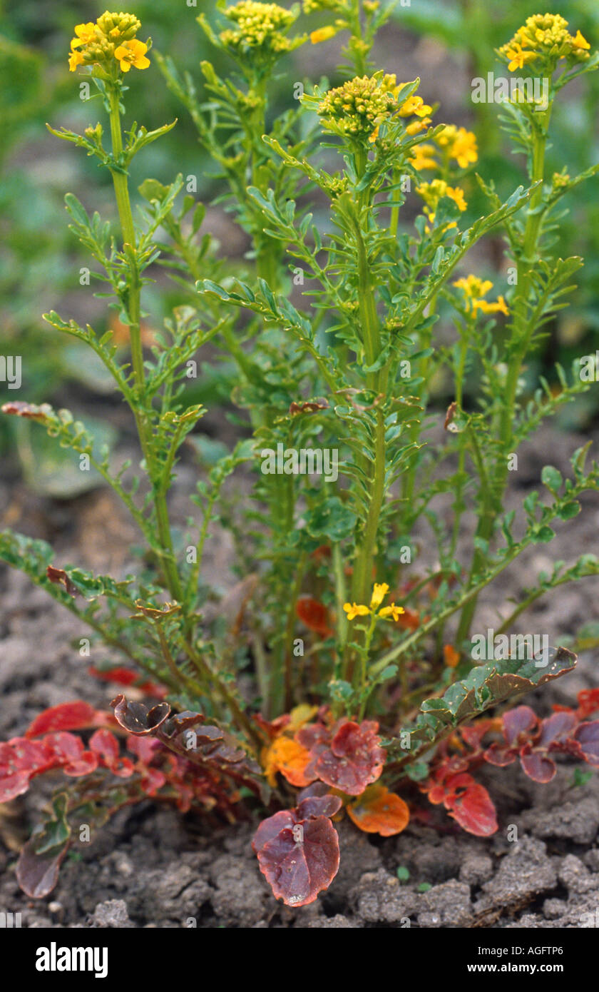 upland cress (Barbarea verna), blooming Stock Photo