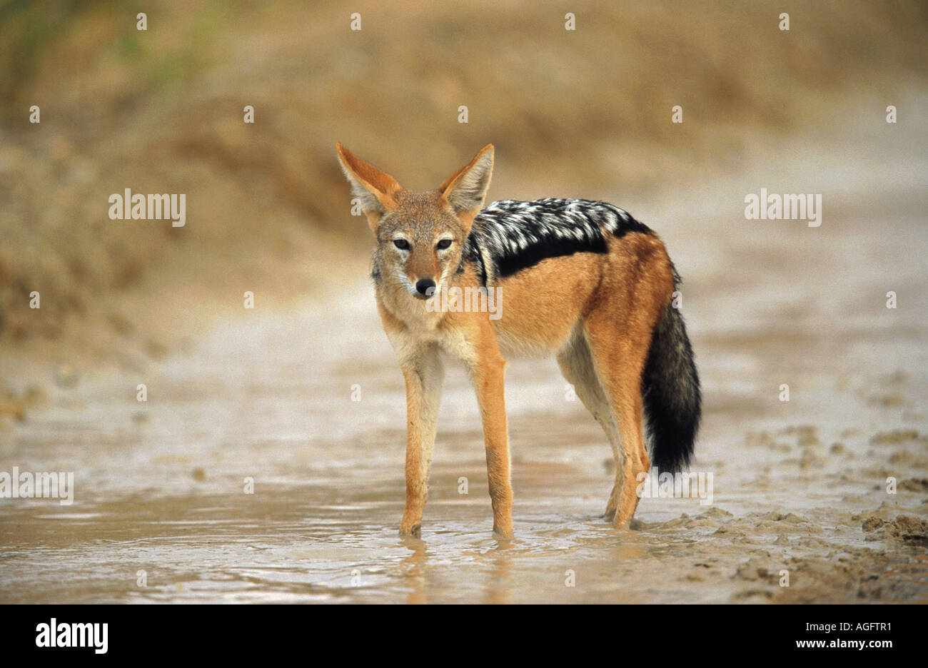 black-backed jackal (Canis mesomelas), South Africa, Kgalagadi Transfrontier NP Stock Photo - Alamy black-backed jackal (Canis mesomelas), South Africa, Kgalagadi Transfrontier NP Stock Photo - Alamy