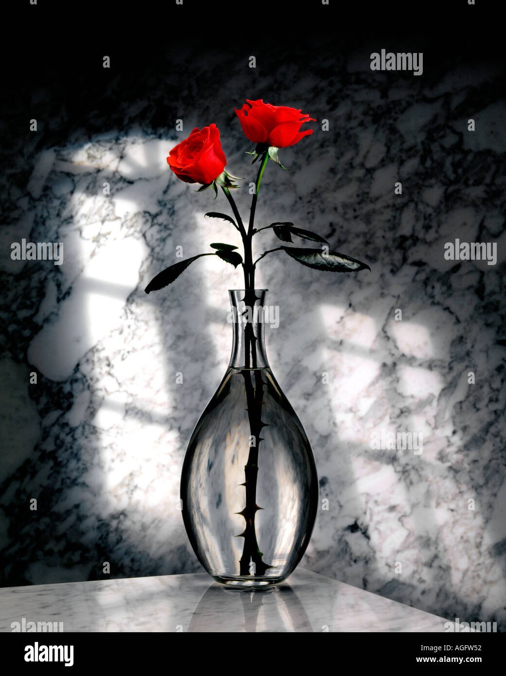 Two Red Roses in a glass vase on a marble background 2 roses Stock Photo