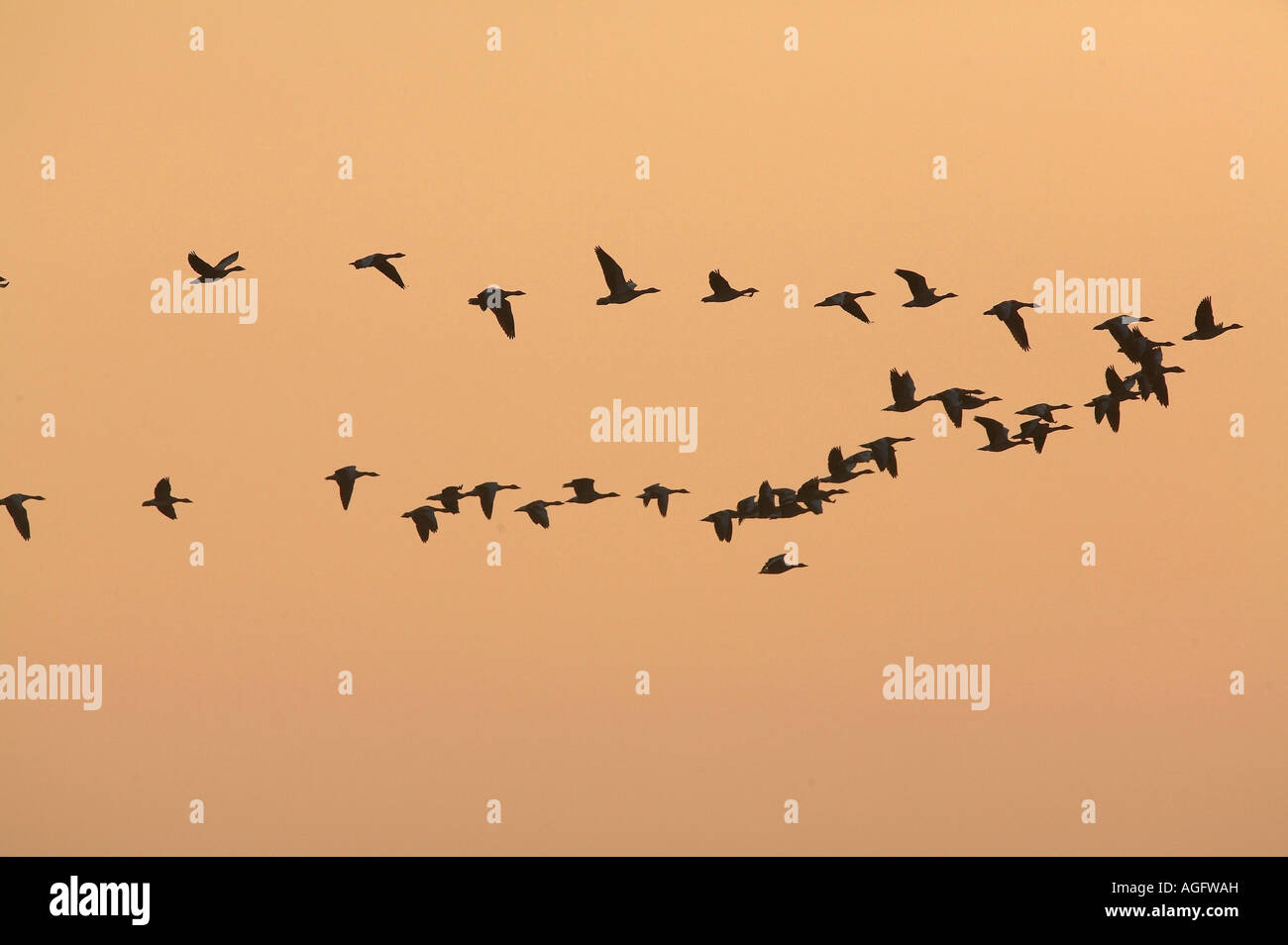 Graugans Anser anser Schwarm fliegend im Abendlicht Gray Leg Goose flying Stock Photo