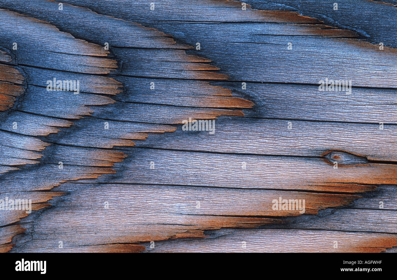 intricate wood patterns, USA, Wyoming, Yellowstone NP Stock Photo