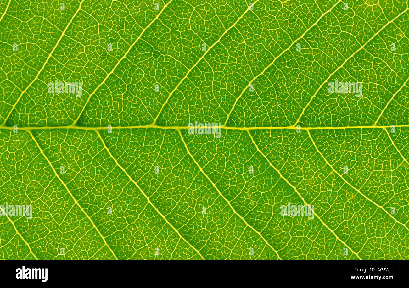 Close up photo of a backlit leaf hi-res stock photography and images ...