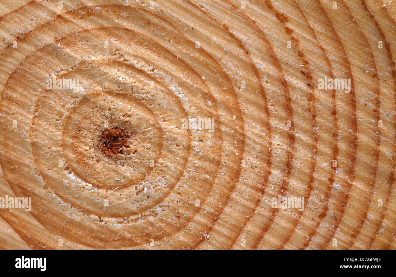 Norway spruce (Picea abies), growth rings on a selection of a felled Spruce tree, Norway Stock Photo