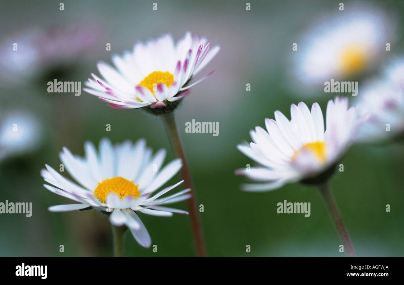common daisy, lawn daisy, English daisy (Bellis perennis), Scotland Stock Photo