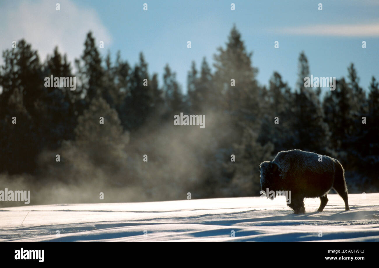 Bison field hi-res stock photography and images - Alamy