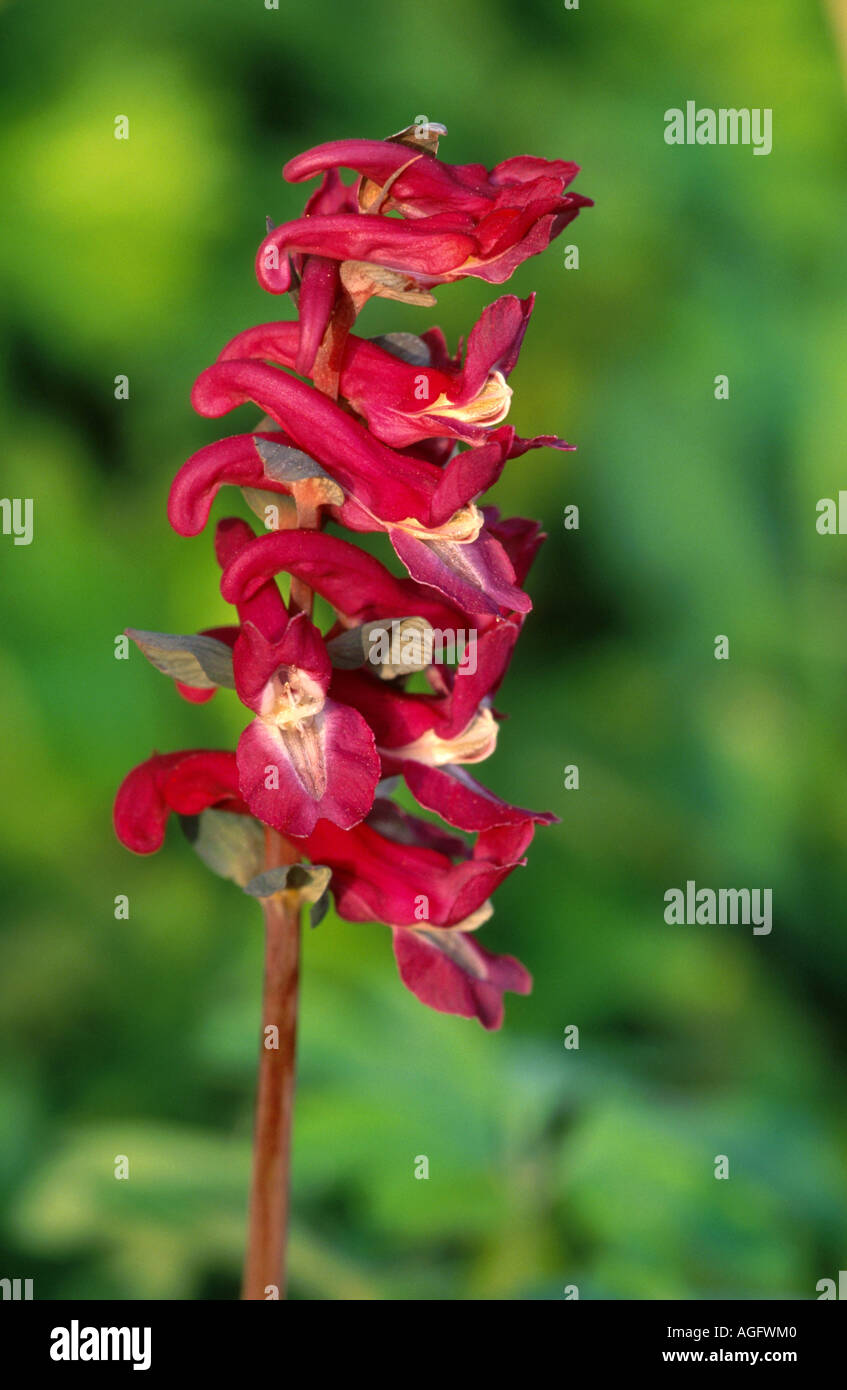 bulbous corydalis, fumewort (Corydalis cava), inflorescence in morning light, Germany, Lower Rhine Stock Photo