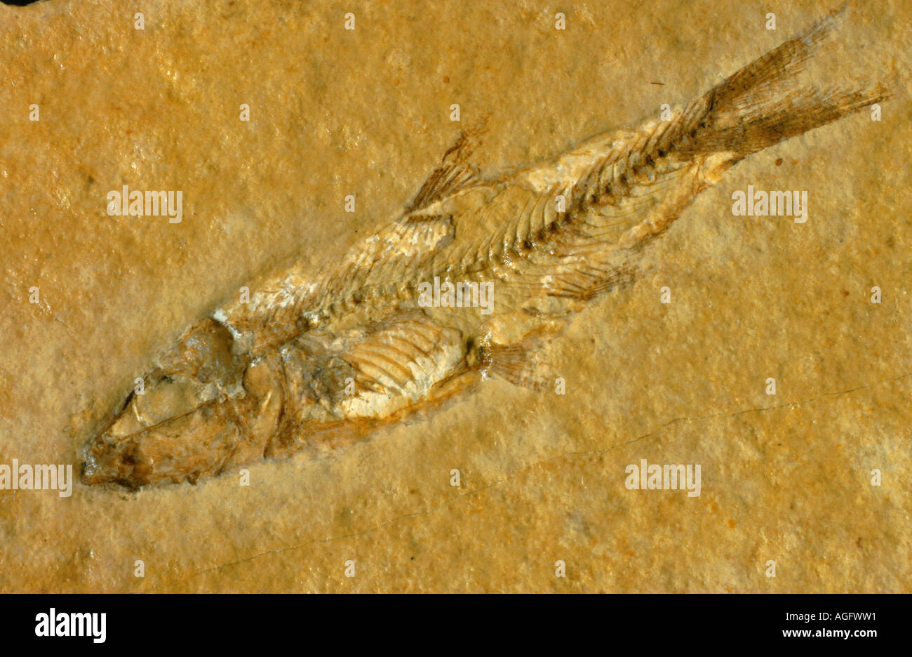 fish (Leptooeepis knorrii), fossil, Germany, Bavaria Stock Photo