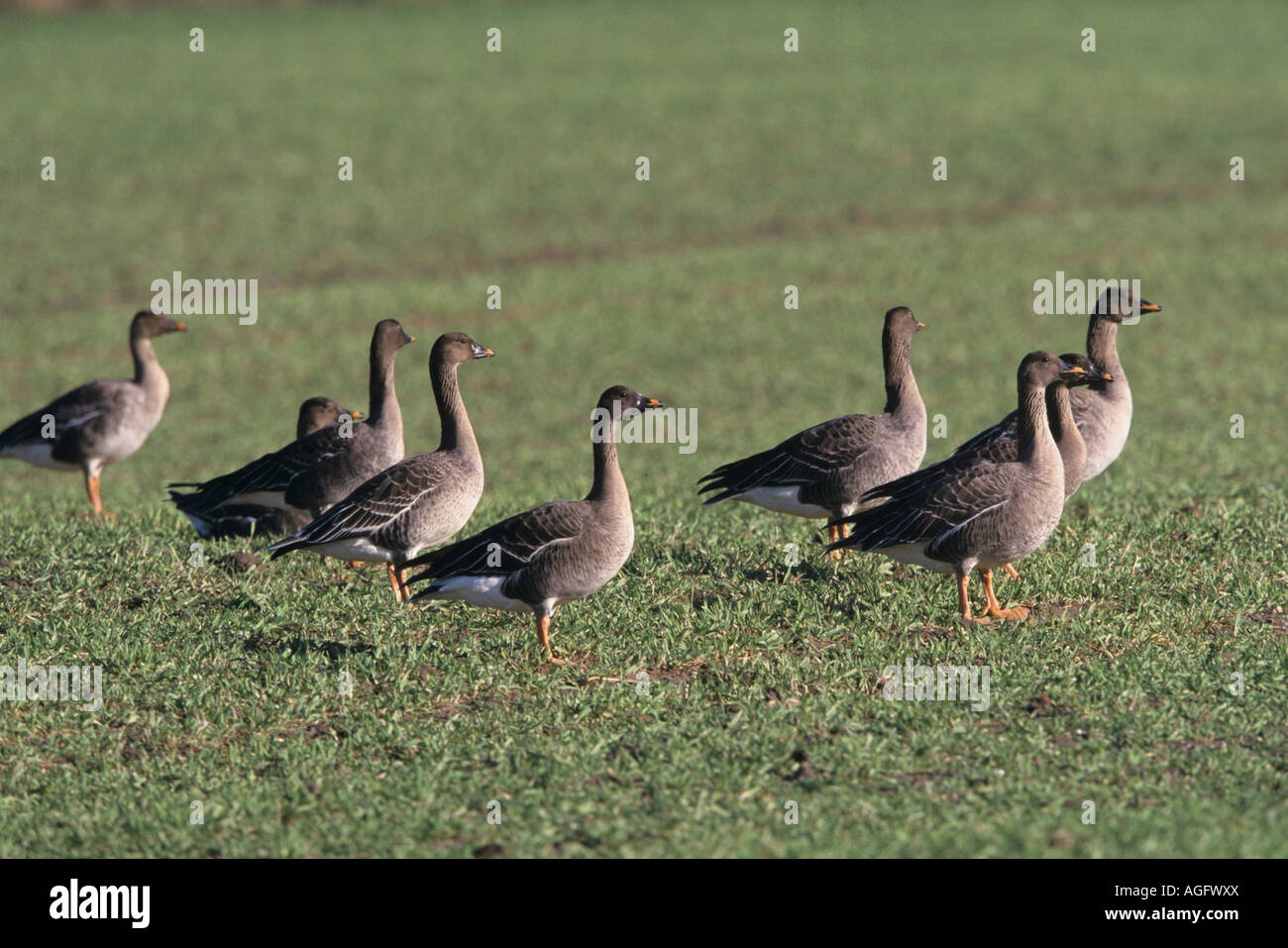 Saatgans Anser fabalis Gruppe Bean Goose flock Stock Photo