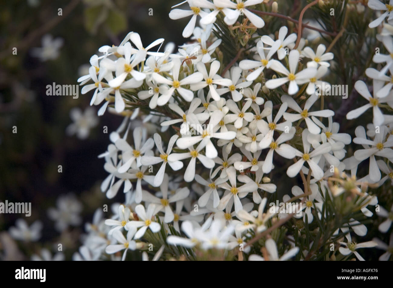 Eriostemon Rutaceae Waxflower Near Noosa Queensland Australia Stock