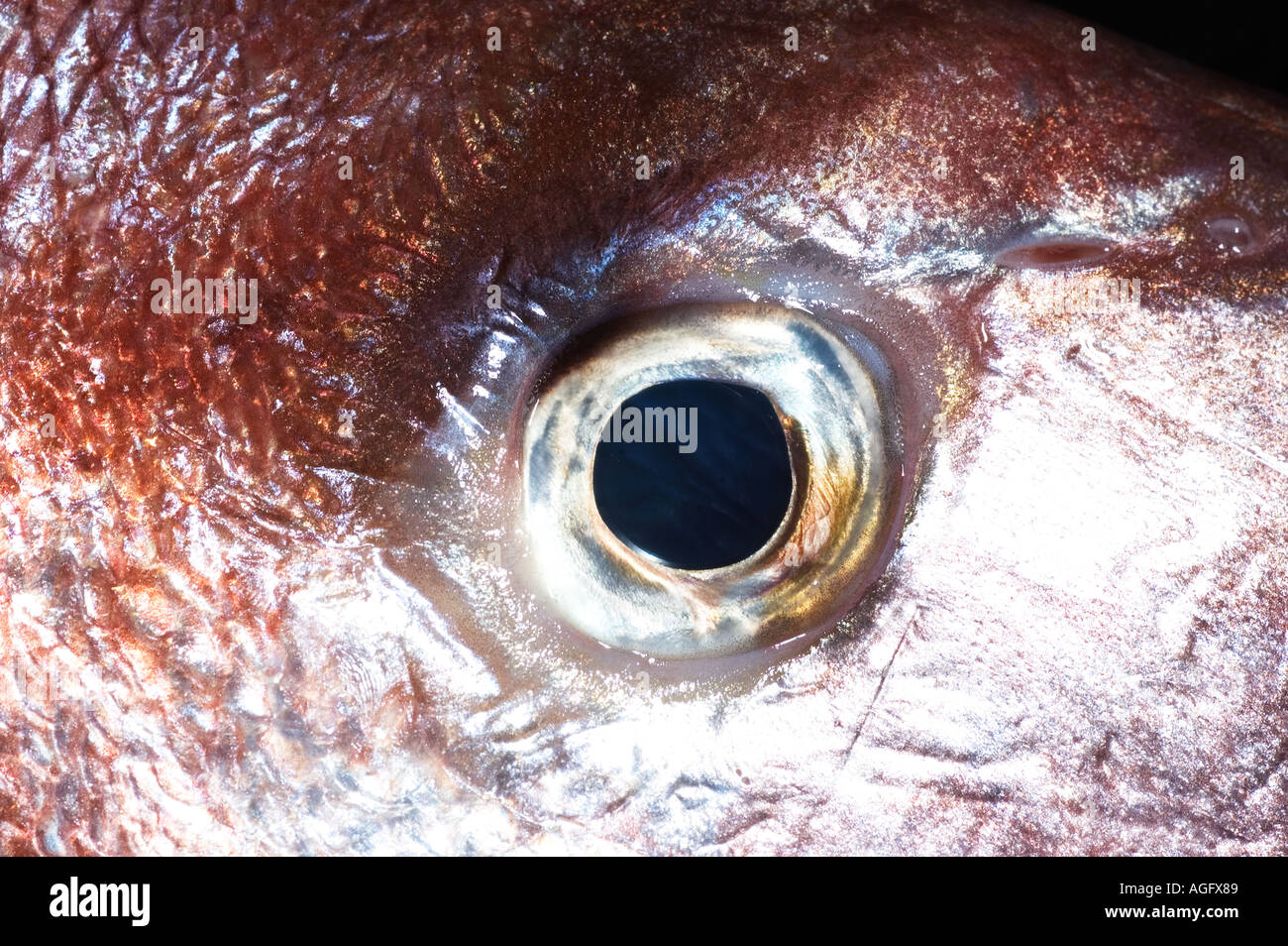 Australian red snapper eye Stock Photo - Alamy