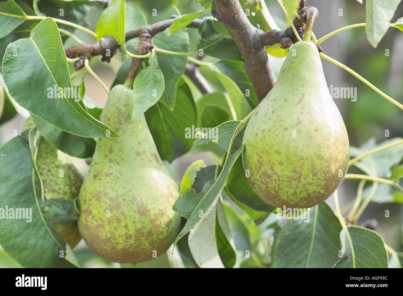 Maturing pears hi-res stock photography and images - Alamy