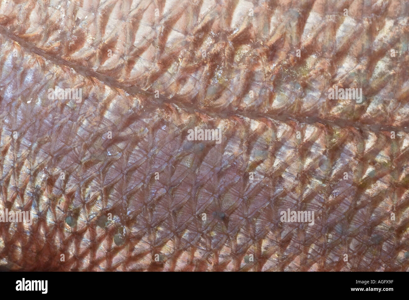 detail of fish red snapper scales Stock Photo Alamy