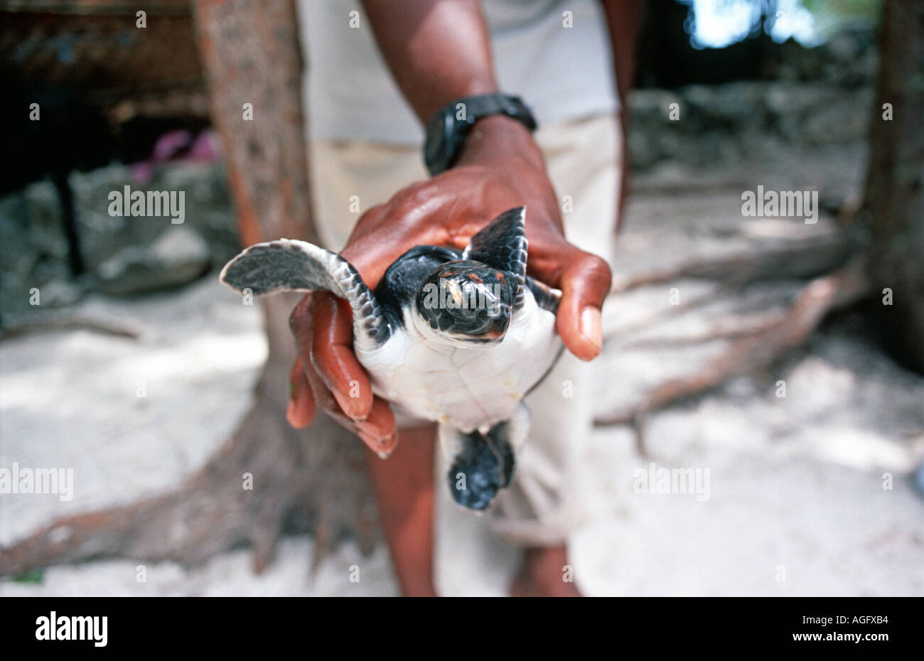 A young turtle held in the hand Aquarium at Nungwi Unguja Zanzibar