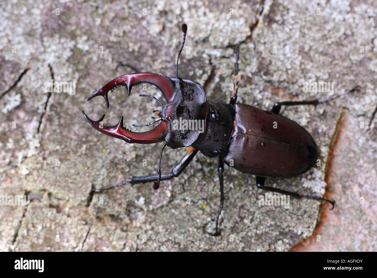Hirschkaefer Lucanus cervus Maennchen European Stag Beetle  male Stock Photo