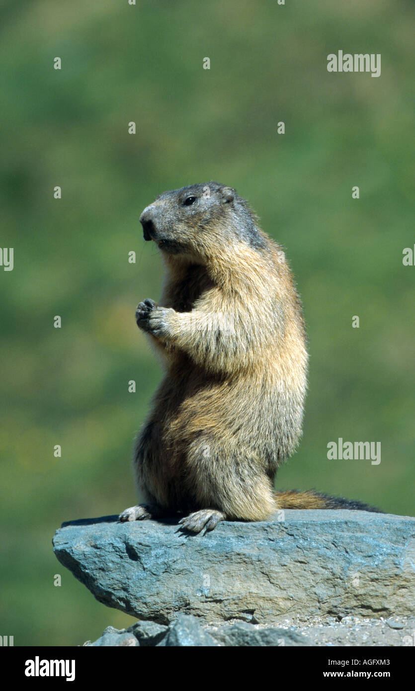 Animals Being Funny Hi Res Stock Photography And Images Alamy