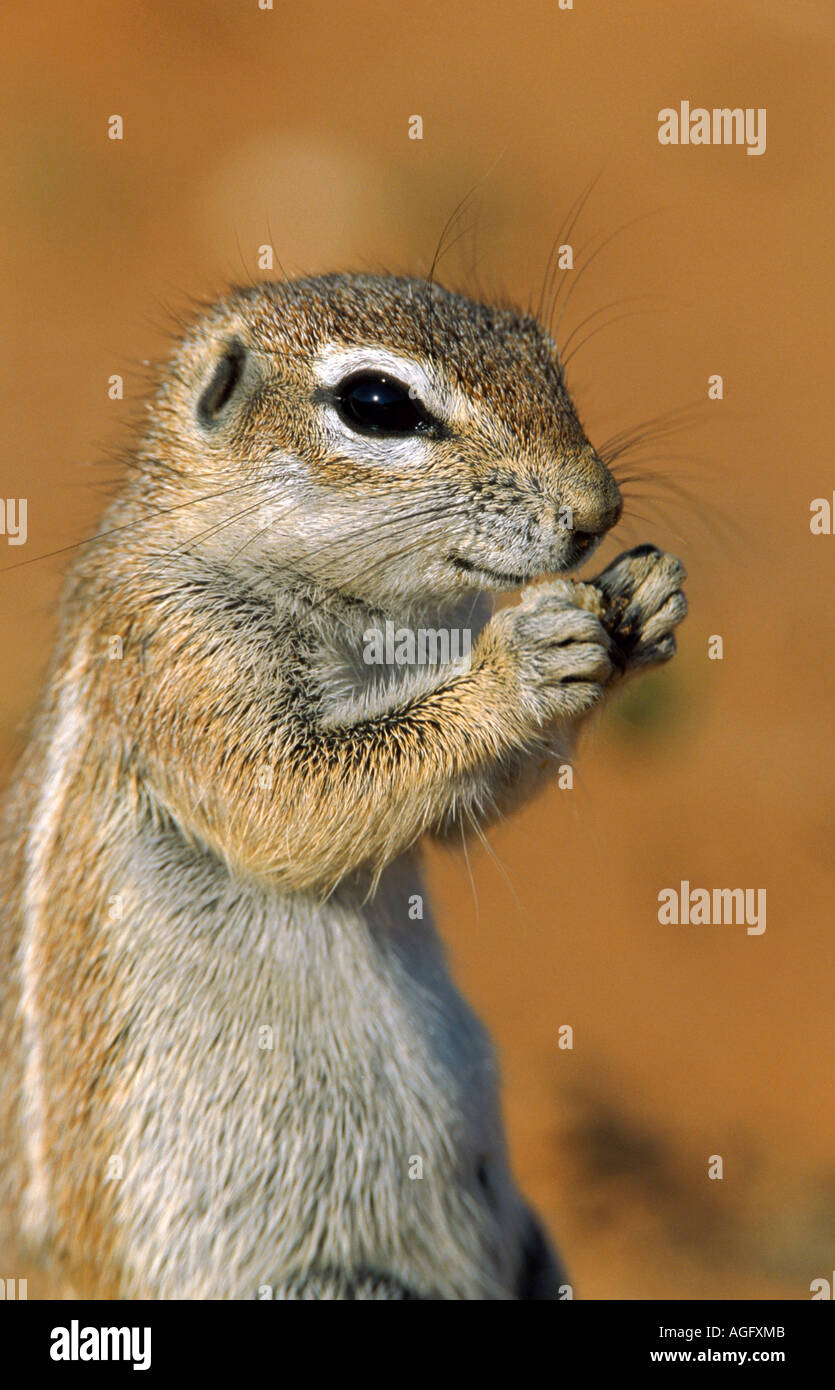 South African ground squirrel, Cape ground squirrel (Geosciurus inauris ...