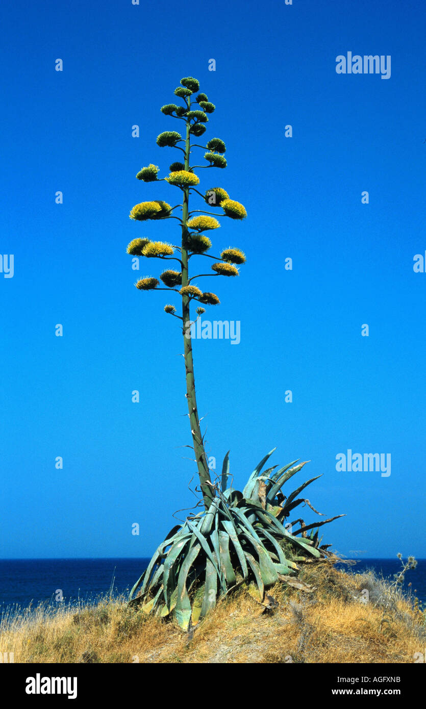 agave (Agave americana), growing on a dunem, blooming, Greece, Insel Kos Stock Photo