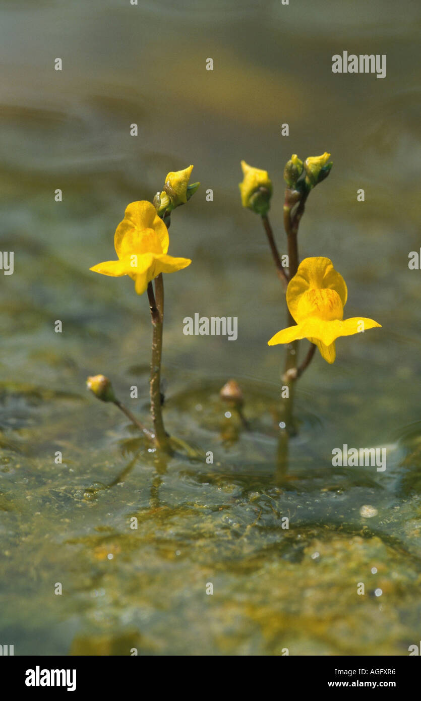 western bladderwort (Utricularia australis), two blomms in the water, Germany Stock Photo