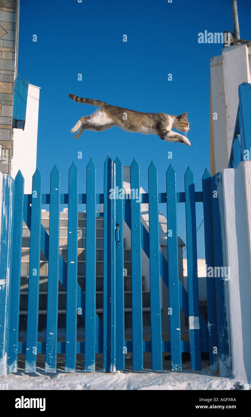 domestic cat, house cat (Felis silvestris f. catus), jumping over a blue fence, Greece, Insel Santorin Stock Photo