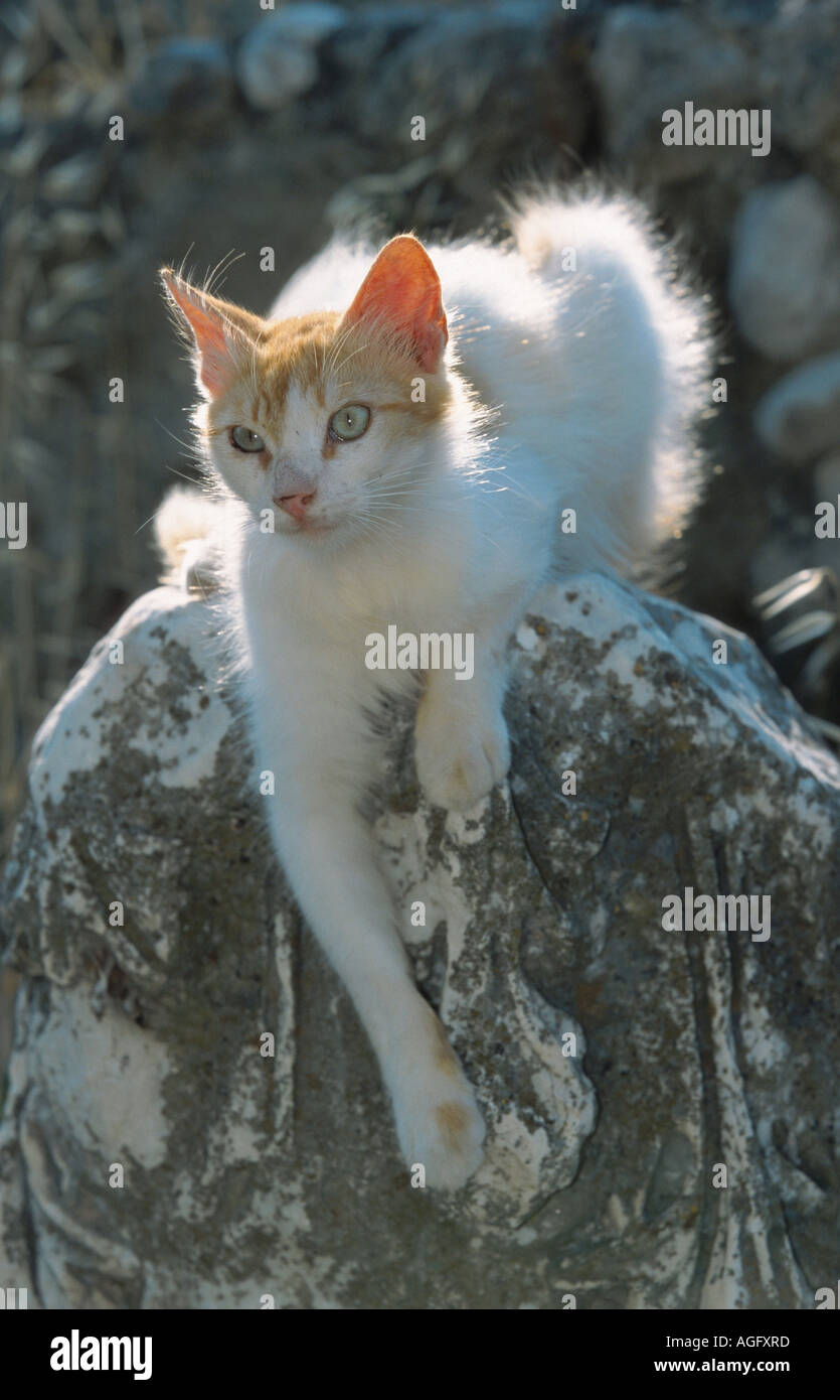 domestic cat, house cat (Felis silvestris f. catus), red-white cat lying on stone, Greece Stock Photo