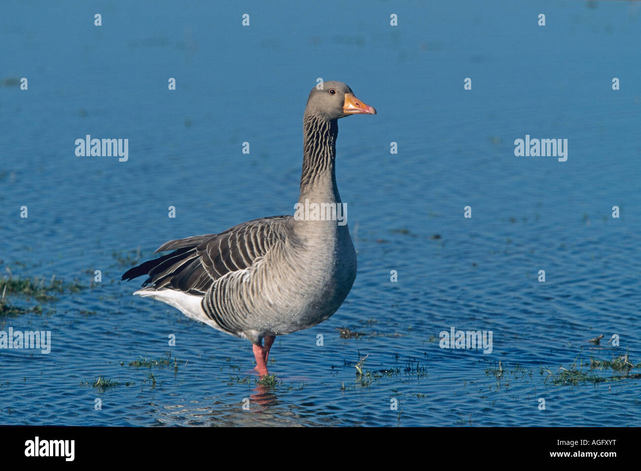 Graugans Anser anser in seichtem Wasser stehend Greylag Goose standing in shallow water Stock Photo