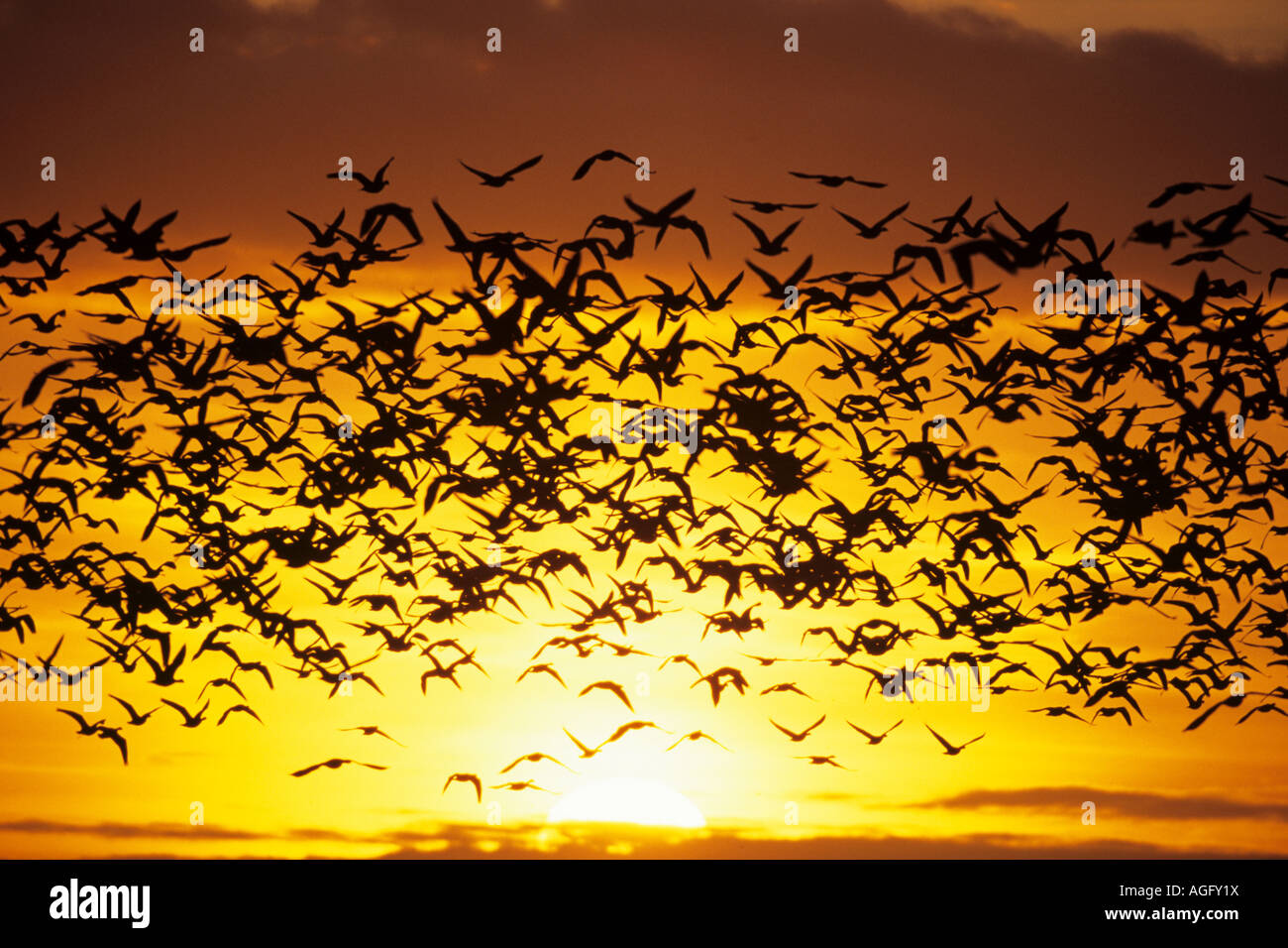 Graugans Anser anser Schwarm fliegend im Abendlicht Gray Leg Goose  flying Stock Photo