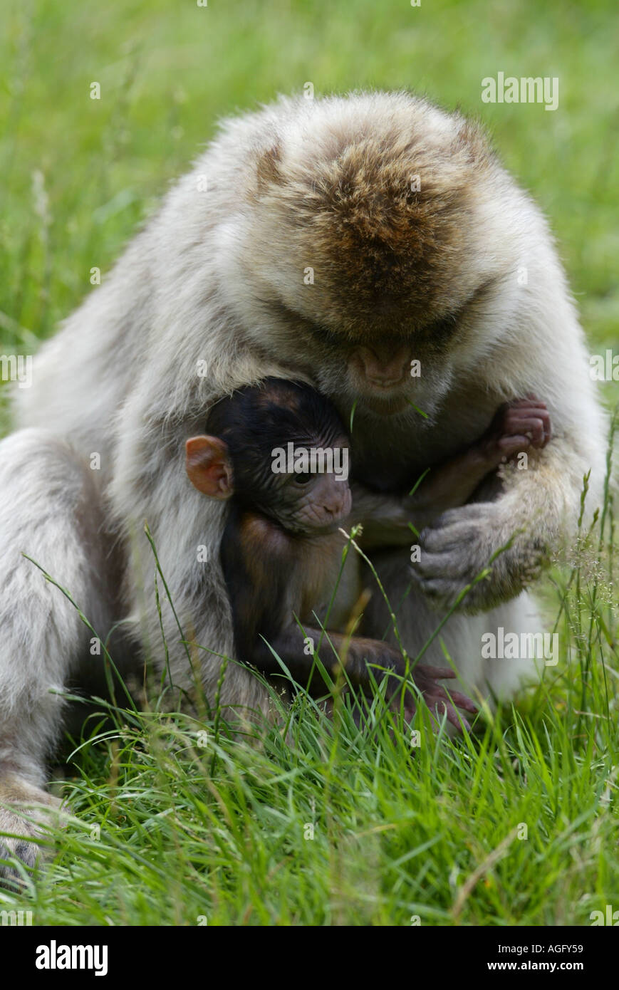 Barbary ape mother with newborn - Macaca sylvana Stock Photo