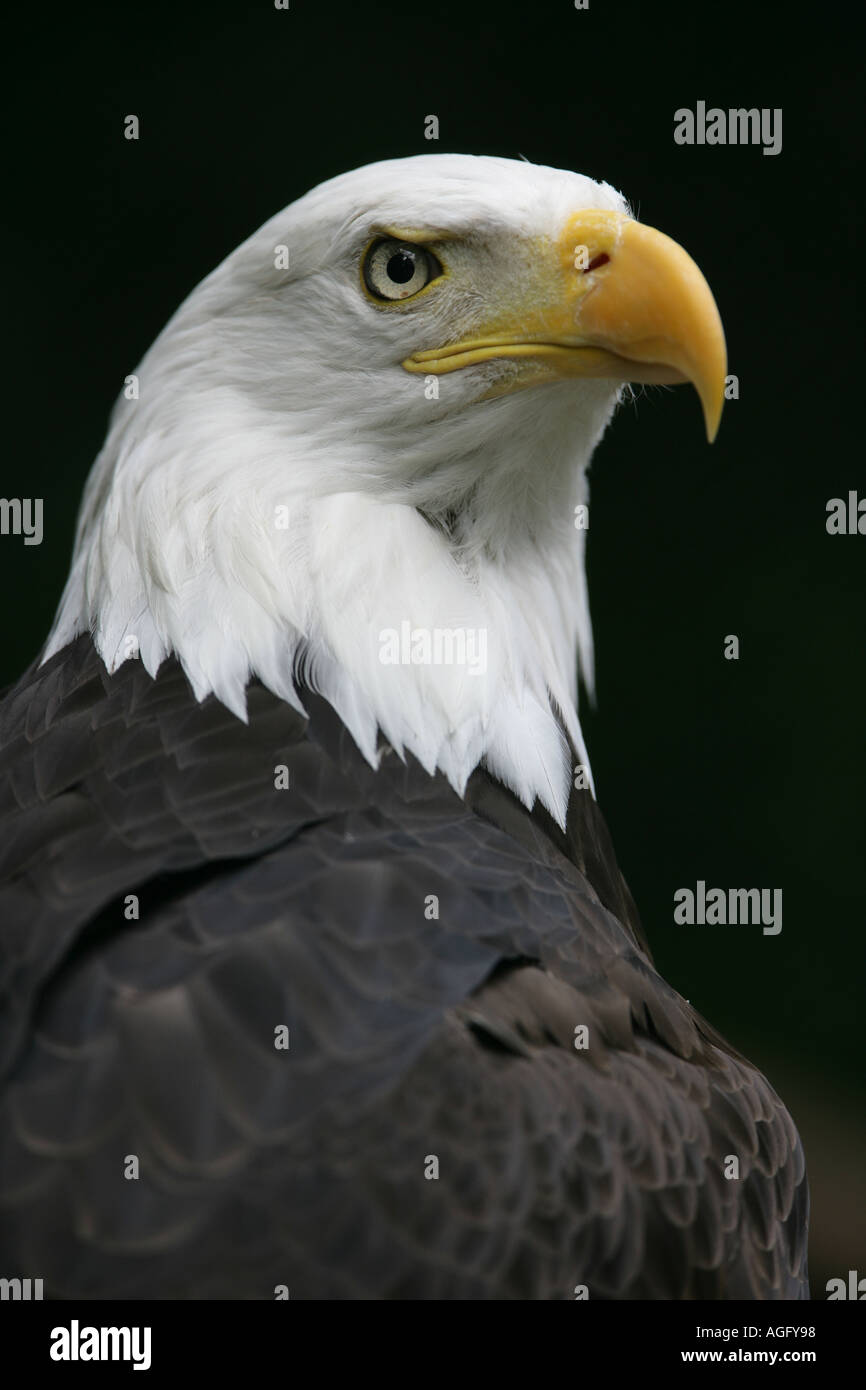 North american bald eagle - Haliaeetus leucocephalus Stock Photo