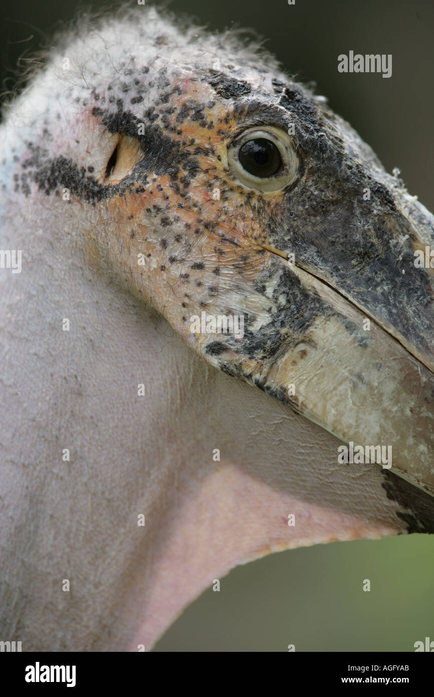 Marabou Stork head - Leptoptilos crumeniferus Stock Photo