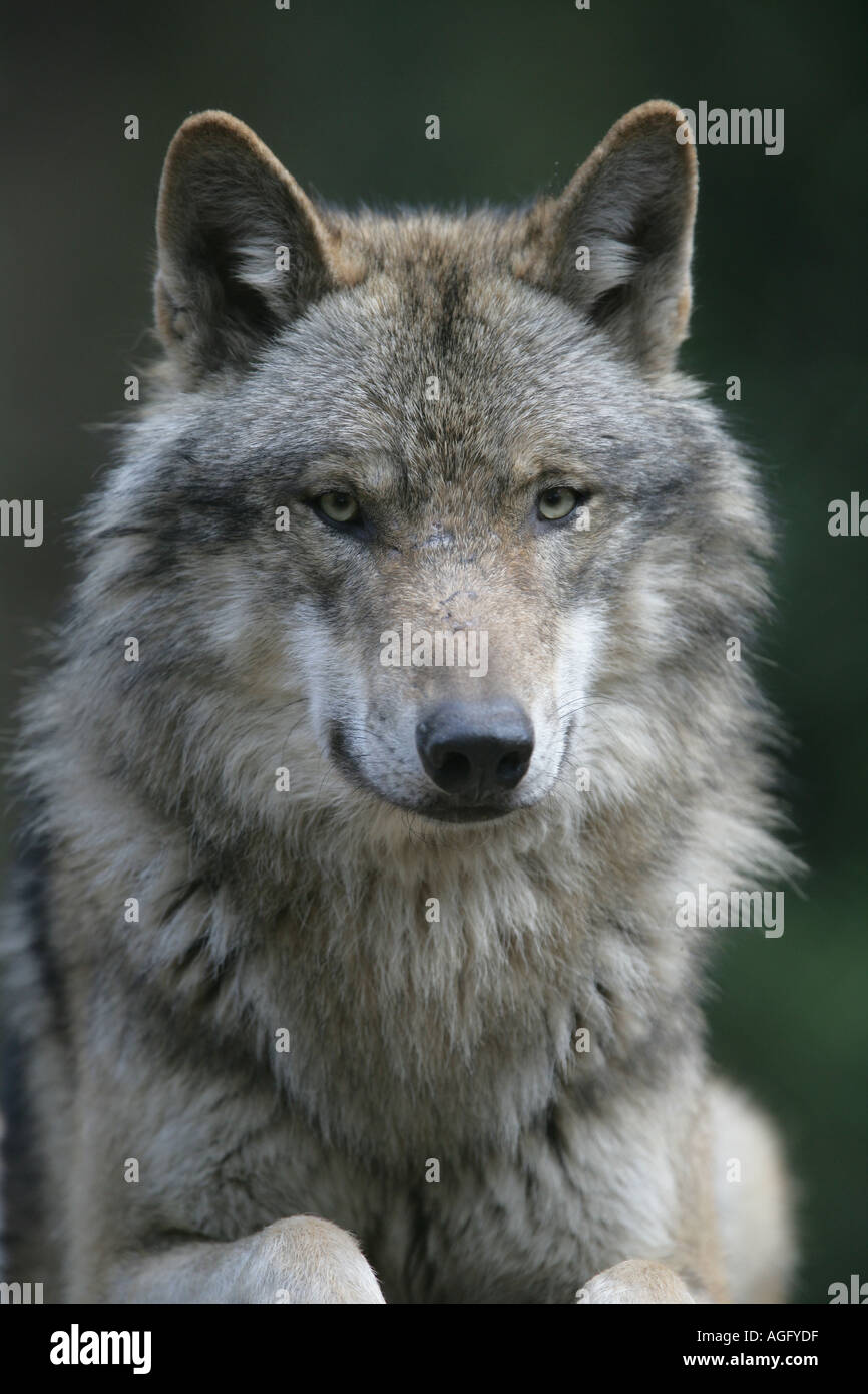 Gray wolf - Canis lupus nubilus Stock Photo