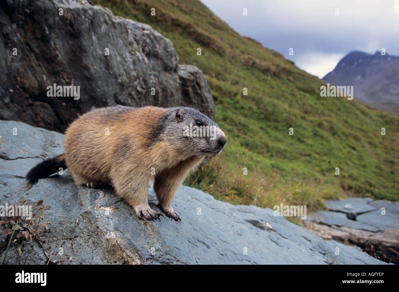 Murmeltier Marmota marmota im Hohe Tauern Nationalpark Oesterreich Alpine Marmot  at Hohe Tauern National Park Austria Stock Photo