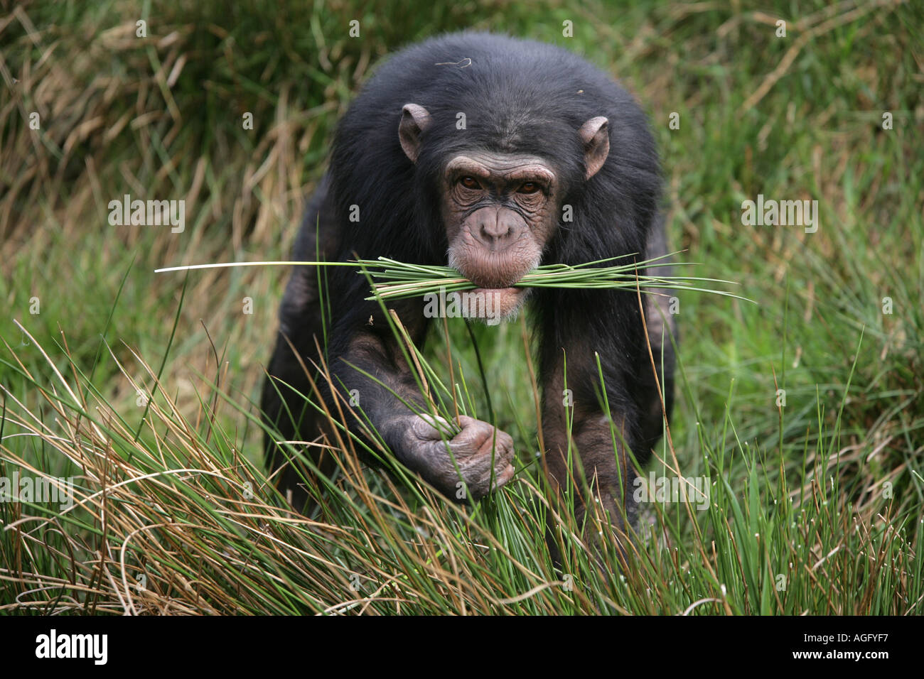 Chimpanzee collecting food Stock Photo - Alamy
