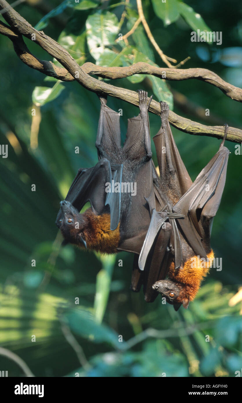 kalong, flying dog, large flying fox (Pteropus vampyrus), two animals hanging on the branch, probably largest bat species, Indo Stock Photo