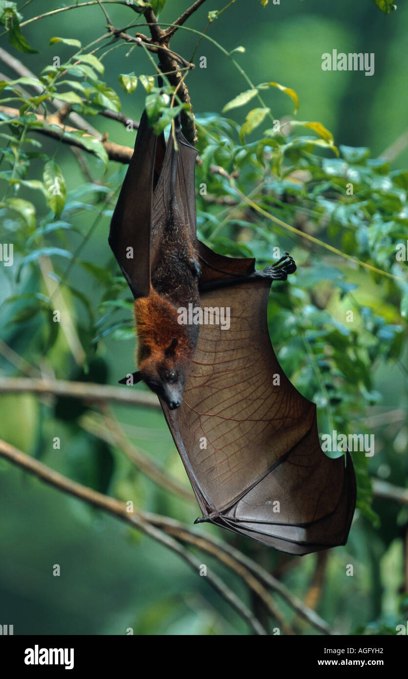 kalong, flying dog, large flying fox (Pteropus vampyrus), an animal hangs on the branch, probably the largest bat species, Indo Stock Photo
