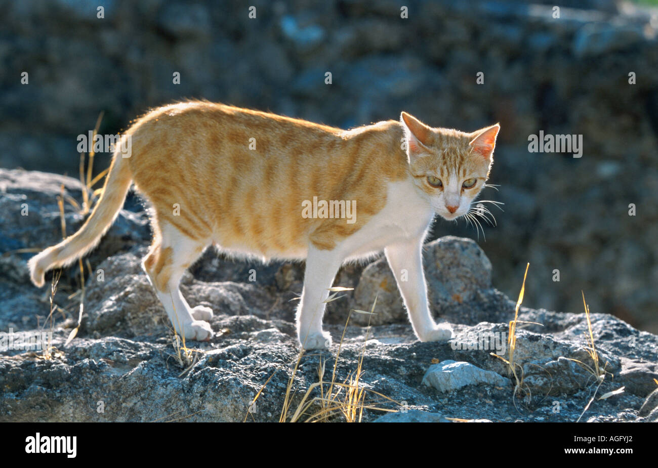 domestic cat, house cat (Felis silvestris f. catus), red-white domestic cat in the back ligth, Greece Stock Photo