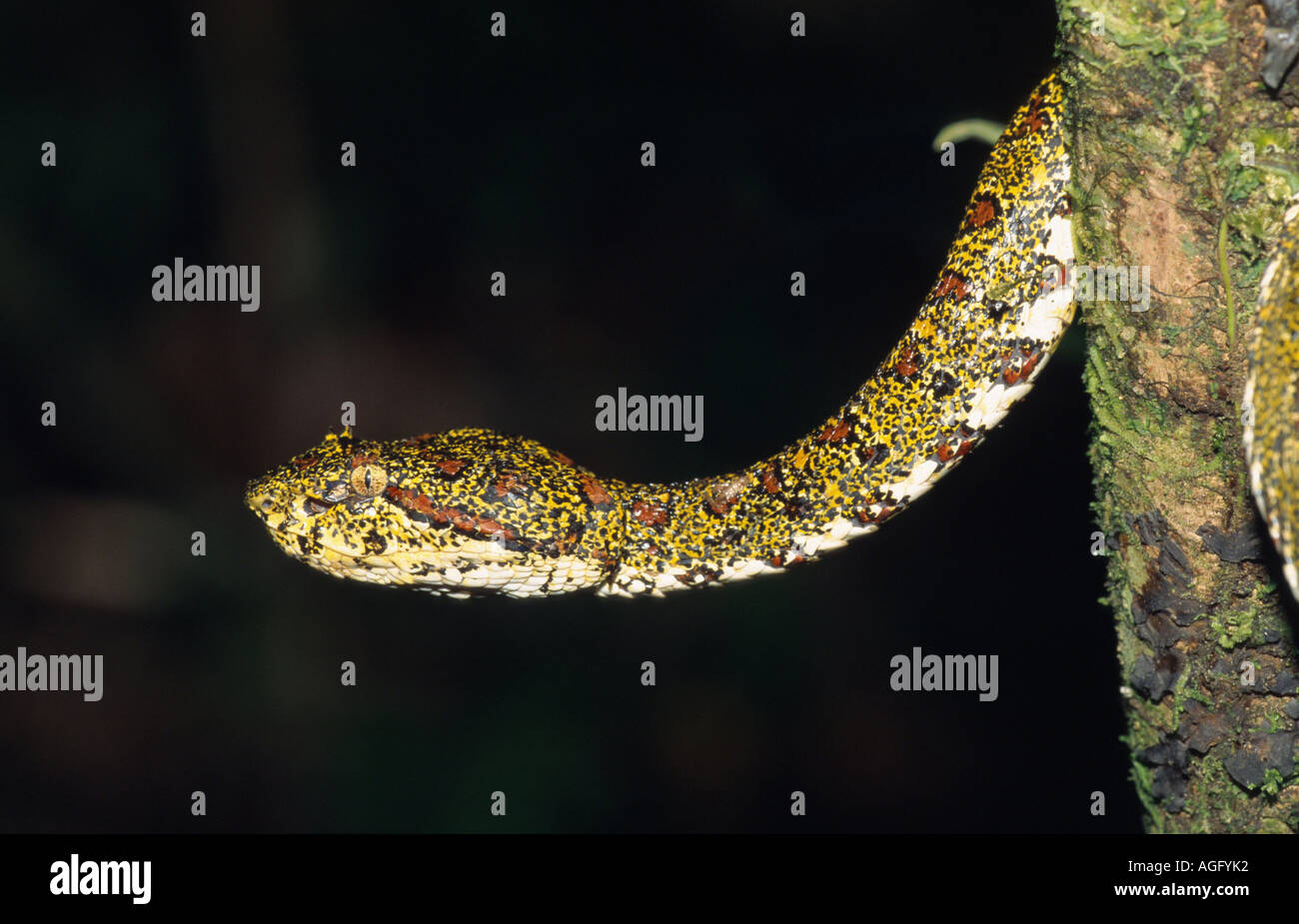 eyelash viper, horned palm viper, eyelash palm pit viper (Bothrops ...
