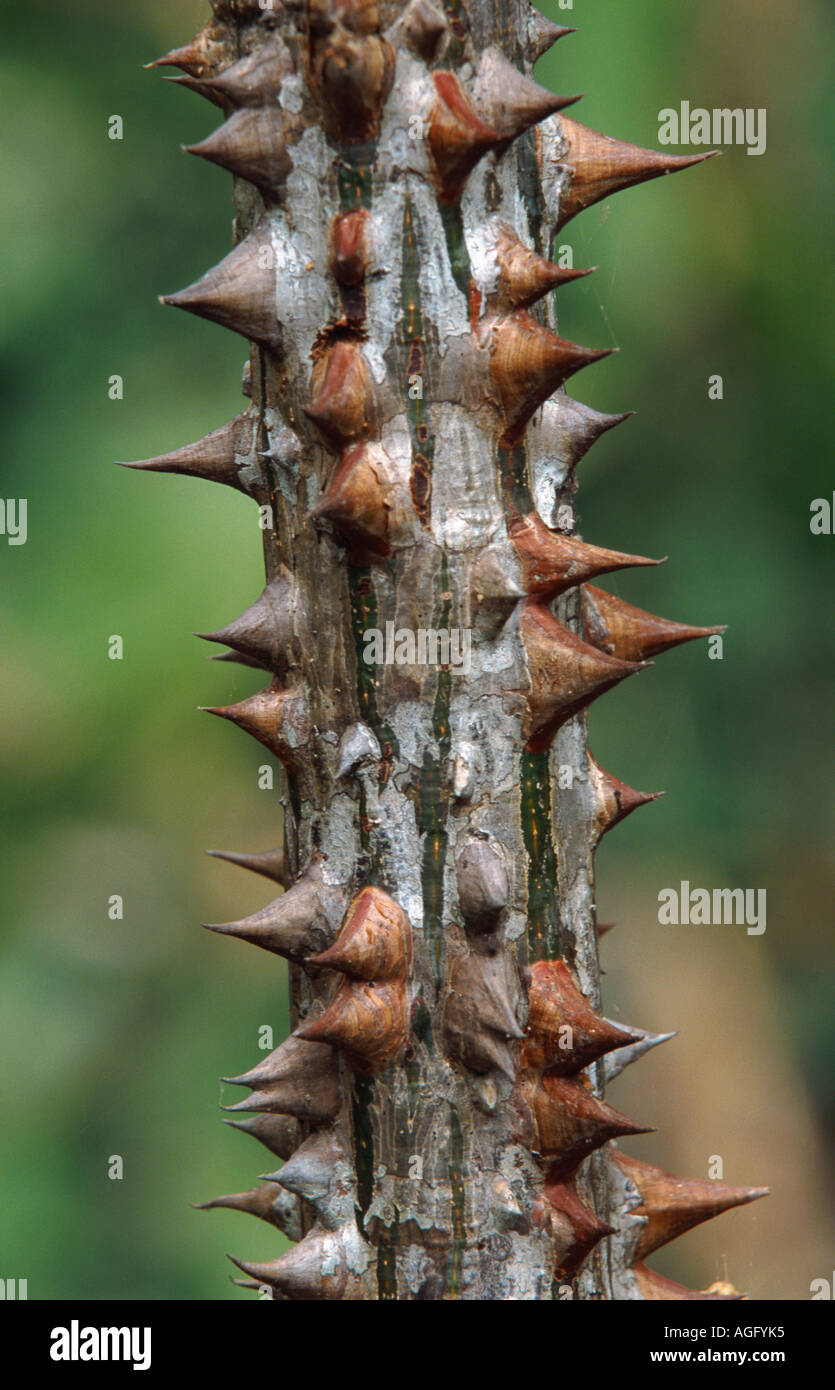 Silk cotton tree (Bombax ceiba), trunk with thorns, Costa Rica Stock