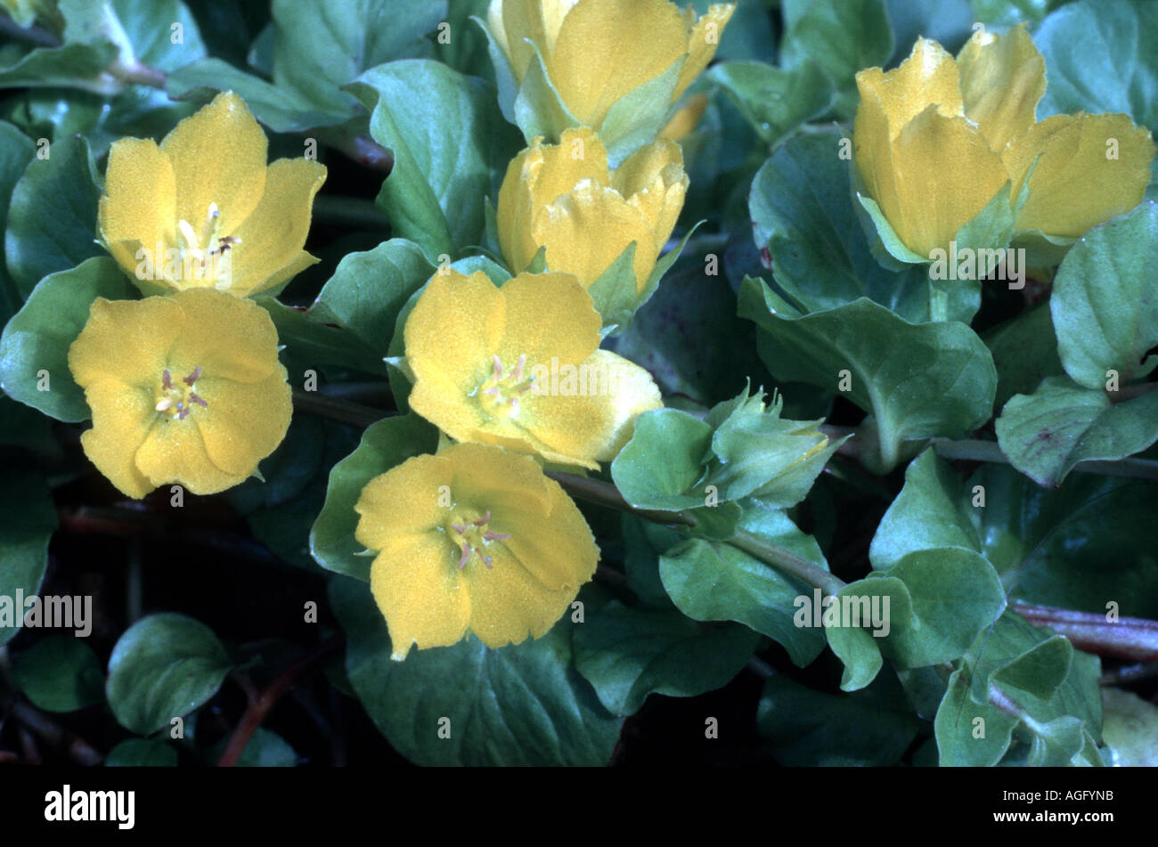 creeping jenny, moneywort (Lysimachia nummularia), blossoms Stock Photo