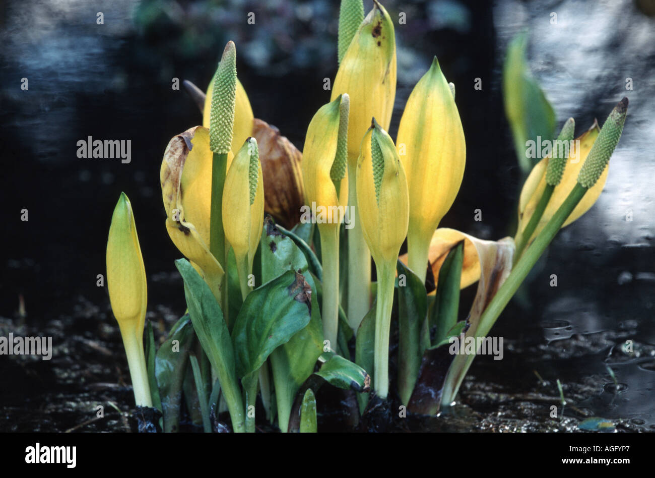 skunk cabbage, swamp lantern, yellow arum, yellow skunk cabbage (Lysichiton americanus), inflorescences Stock Photo