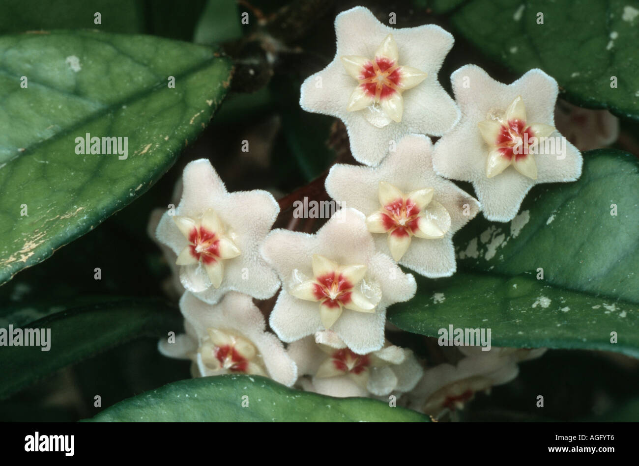 Wax Plant, Wax Flower, Porcelain Flower (Hoya carnosa), flowers Stock Photo