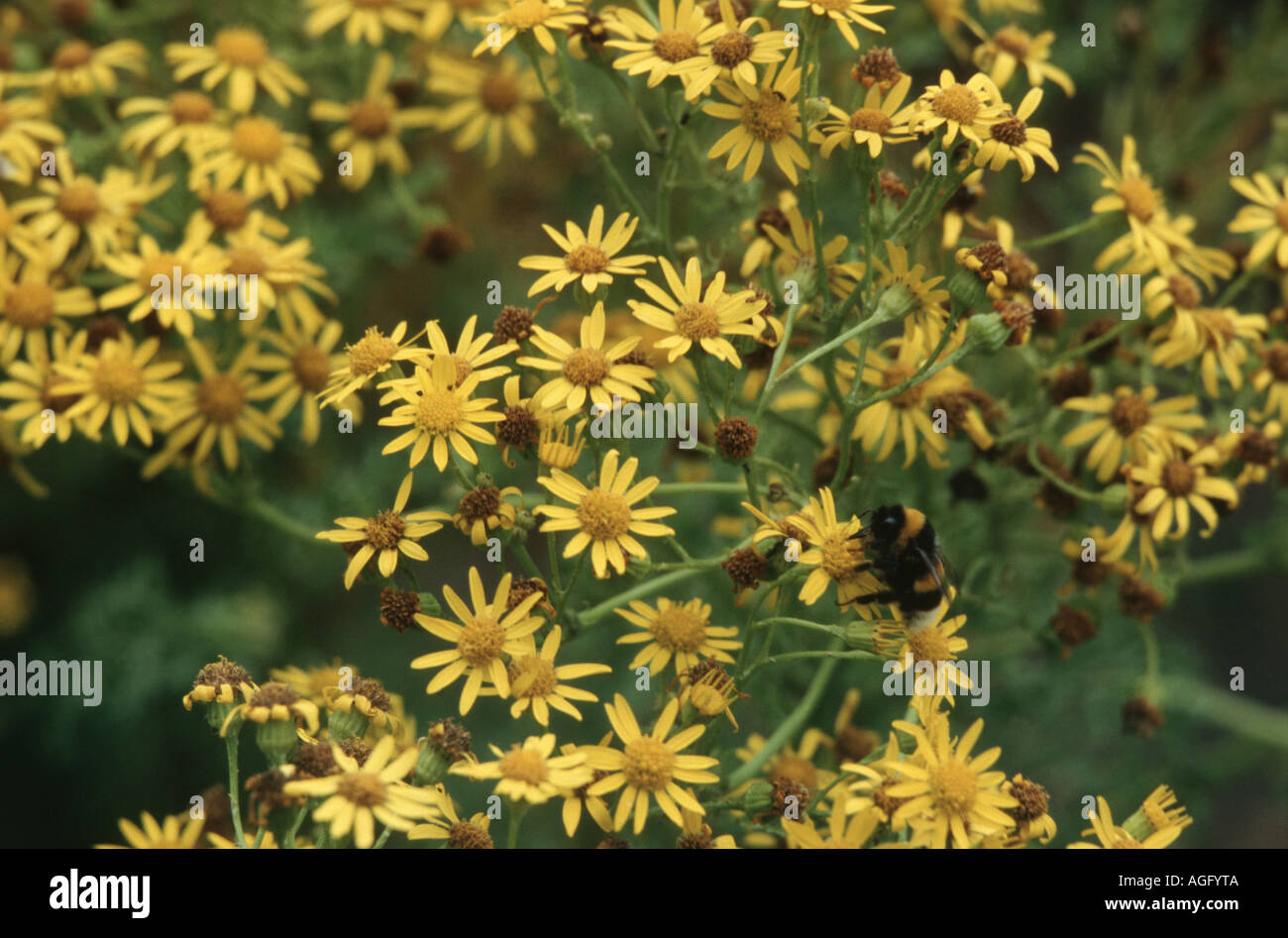 common ragwort, stinking willie, tansy ragwort, tansy ragwort (Senecio jacobaea), blooming Stock Photo