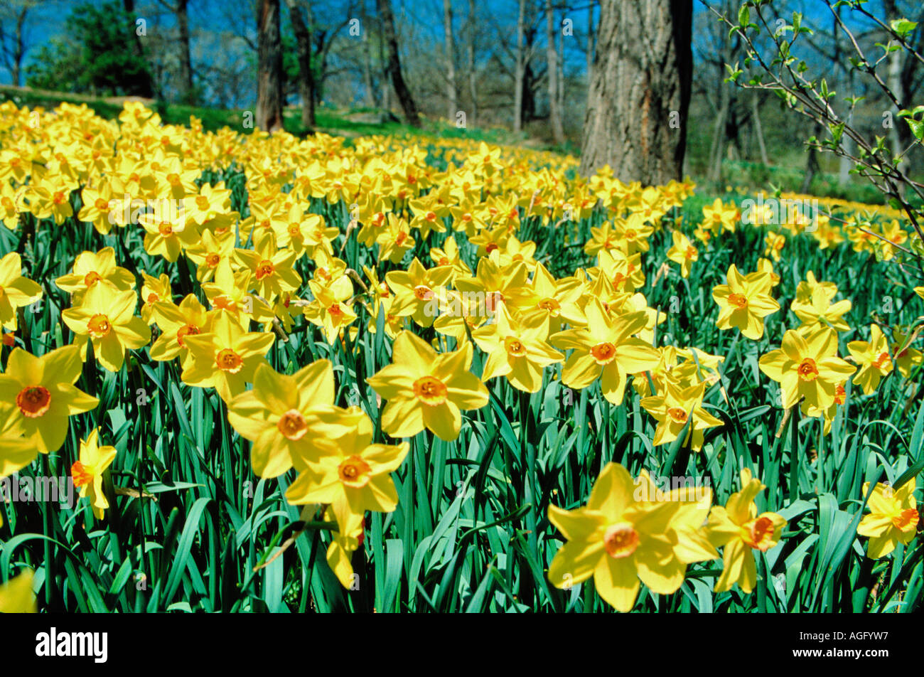 field of daffodils, Central Park, New York City, USA Stock Photo Alamy