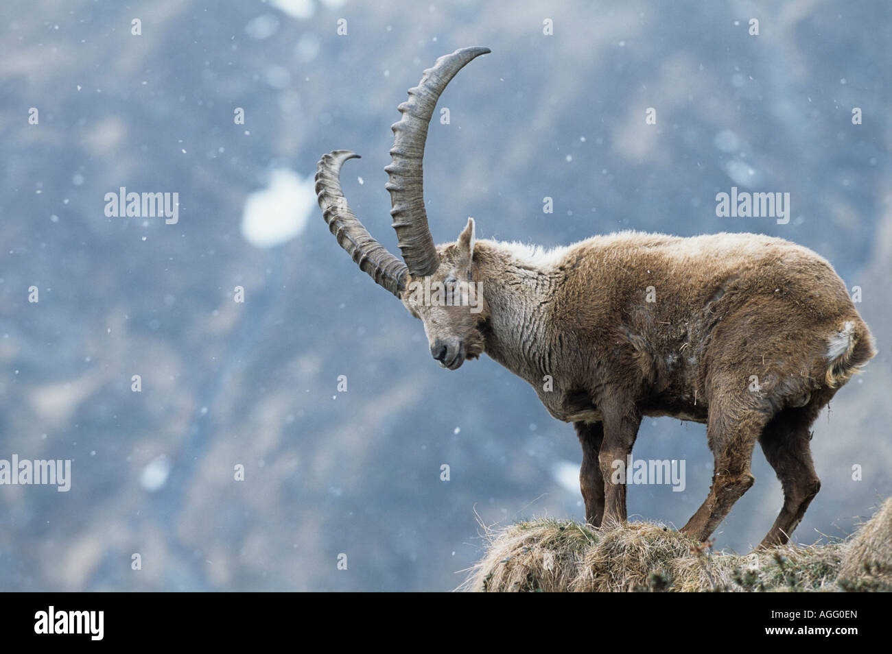 Alpensteinbock Capra ibex Portraet eines Steinbock Alpine Ibex adult male Stock Photo