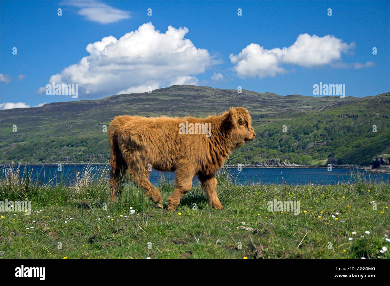 Highland cow calf hi-res stock photography and images - Alamy